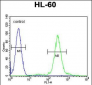 ELMD2 Antibody  (C-term)